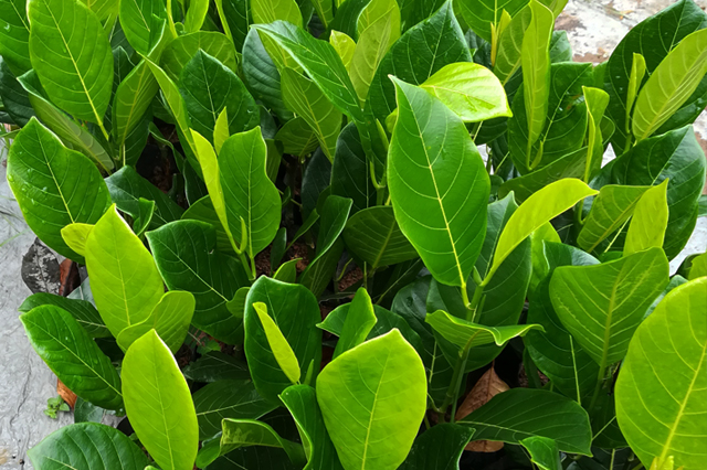 Kos tree - jack fruit tree